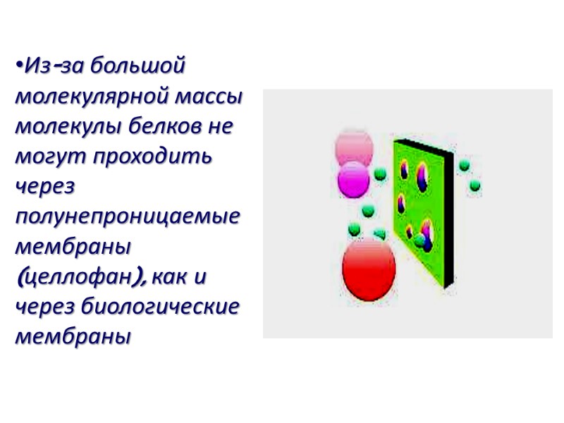 Из-за большой молекулярной массы молекулы белков не могут проходить через полунепроницаемые мембраны (целлофан), как